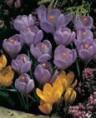 Flower Record